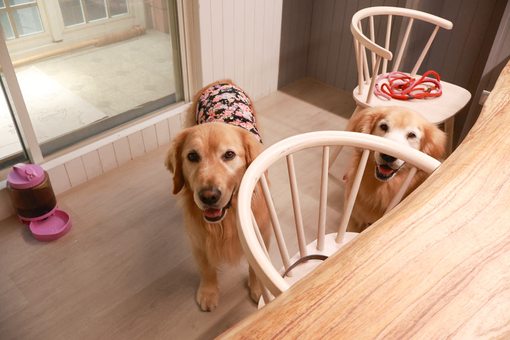 新店美食｜YARRA Cafe 澳式早午餐。寵物友善餐廳、新店咖啡廳、捷運小碧潭站、可以預訂寵物餐