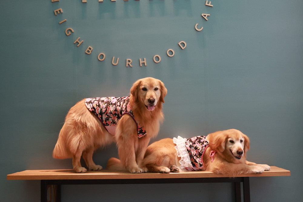 新店美食｜YARRA Cafe 澳式早午餐。寵物友善餐廳、新店咖啡廳、捷運小碧潭站、可以預訂寵物餐