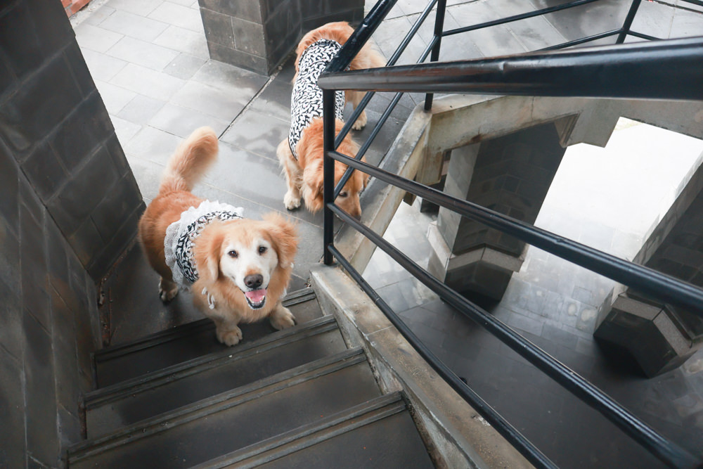 宜蘭頭城|有海真好咖啡。頭城濱海森林公園、頭城寵物友善餐廳、八角瞭望台旁無敵海景咖啡廳 - 第14張圖 宜蘭頭城|有海真好咖啡。頭城濱海森林公園、頭城寵物友善餐廳、八角瞭望台旁無敵海景咖啡廳