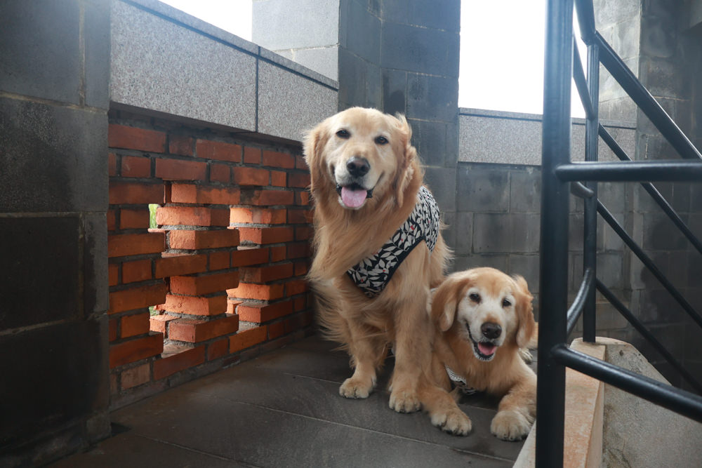 宜蘭頭城|有海真好咖啡。頭城濱海森林公園、頭城寵物友善餐廳、八角瞭望台旁無敵海景咖啡廳 - 第8張圖 宜蘭頭城|有海真好咖啡。頭城濱海森林公園、頭城寵物友善餐廳、八角瞭望台旁無敵海景咖啡廳