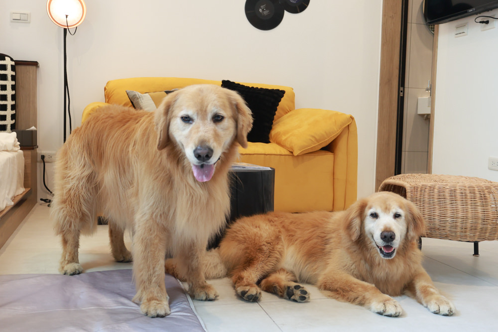 花蓮｜林小狗旅店Paw-some hostel。寵物友善民宿、鄰近東大門夜市、北濱公園、花蓮市區臨海民宿