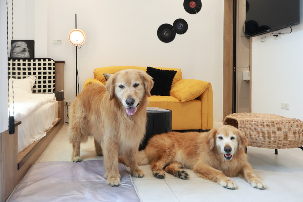 花蓮｜林小狗旅店Paw-some hostel。寵物友善民宿、鄰近東大門夜市、北濱公園、花蓮市區臨海民宿