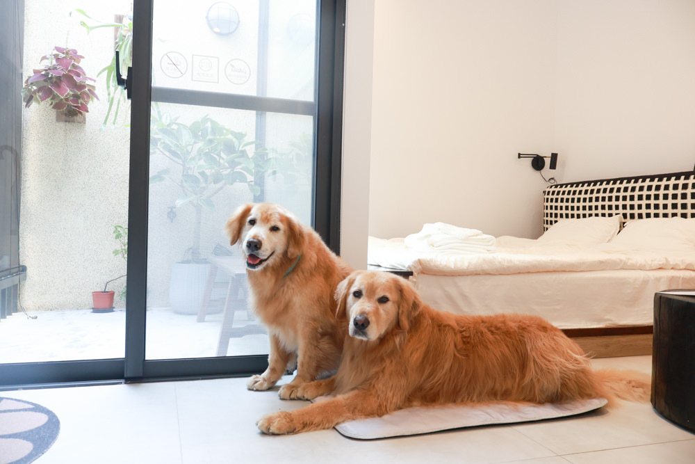 花蓮｜林小狗旅店Paw-some hostel。寵物友善民宿、鄰近東大門夜市、北濱公園、花蓮市區臨海民宿