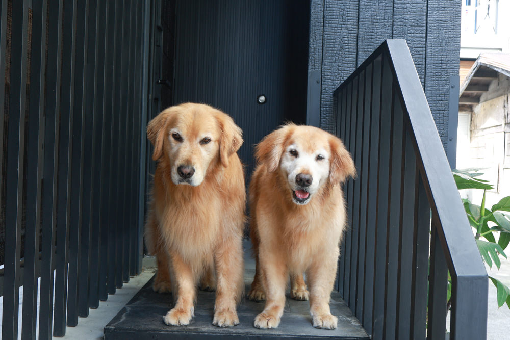 花蓮｜林小狗旅店Paw-some hostel。寵物友善民宿、鄰近東大門夜市、北濱公園、花蓮市區臨海民宿