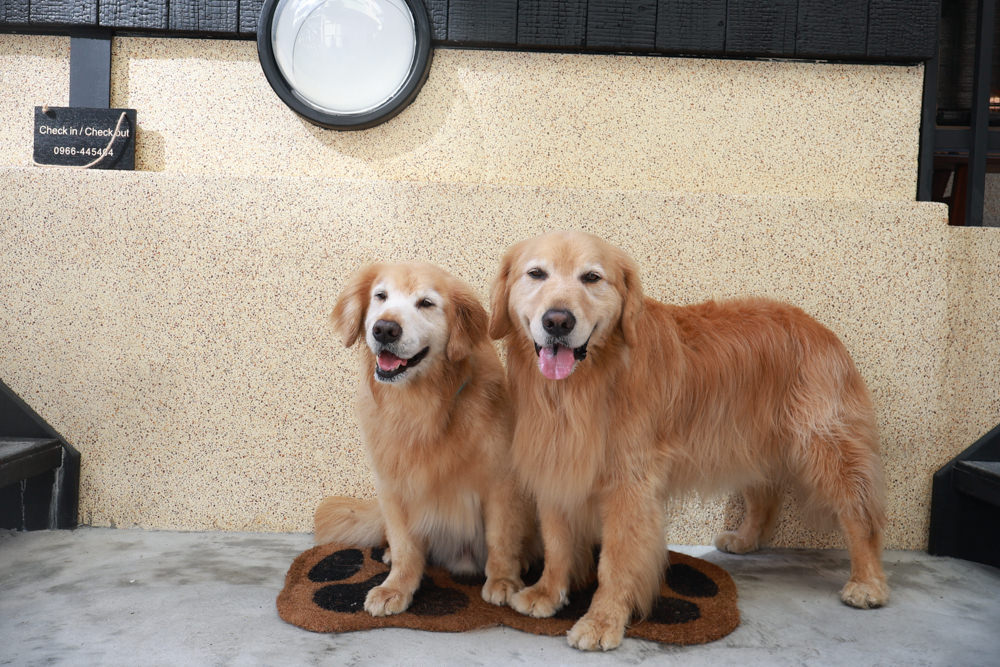 花蓮｜林小狗旅店Paw-some hostel。寵物友善民宿、鄰近東大門夜市、北濱公園、花蓮市區臨海民宿