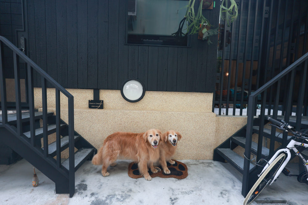 花蓮｜林小狗旅店Paw-some hostel。寵物友善民宿、鄰近東大門夜市、北濱公園、花蓮市區臨海民宿