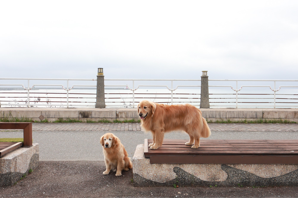 花蓮｜林小狗旅店Paw-some hostel。寵物友善民宿、鄰近東大門夜市、北濱公園、花蓮市區臨海民宿