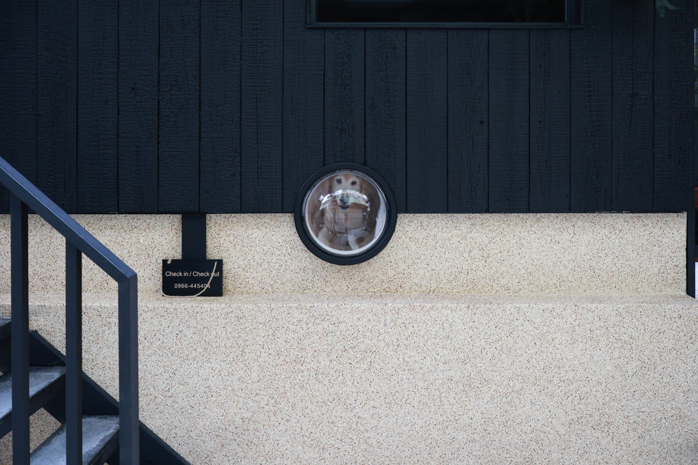 花蓮｜林小狗旅店Paw-some hostel。寵物友善民宿、鄰近東大門夜市、北濱公園、花蓮市區臨海民宿