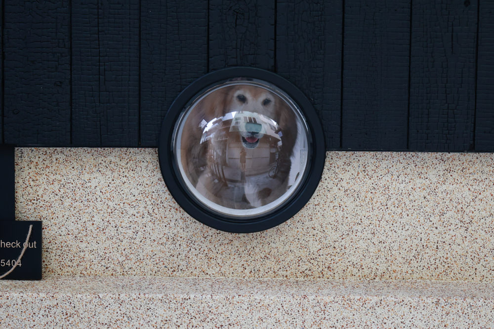 花蓮｜林小狗旅店Paw-some hostel。寵物友善民宿、鄰近東大門夜市、北濱公園、花蓮市區臨海民宿