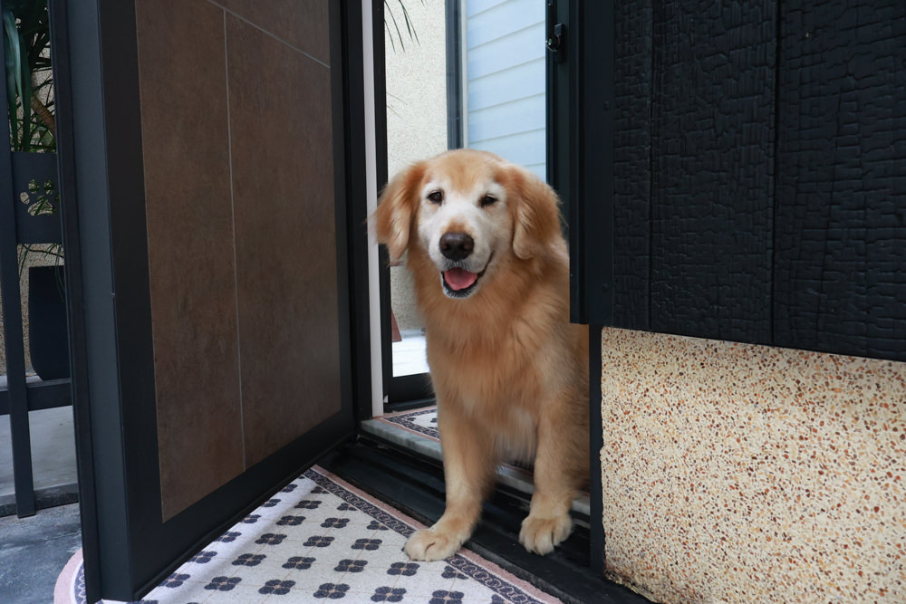 花蓮｜林小狗旅店Paw-some hostel。寵物友善民宿、鄰近東大門夜市、北濱公園、花蓮市區臨海民宿