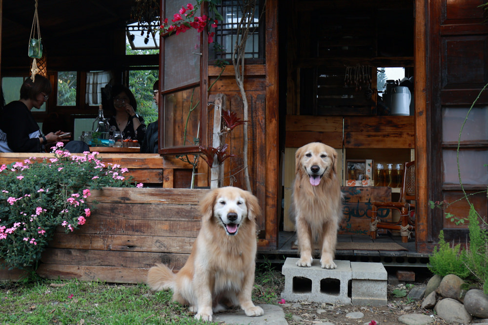 桃園龍潭咖啡廳|青山吉田。橘子園中的秘境廢墟風咖啡廳、寵物友善餐廳、預約制、桃園龍潭景點、冬天還有圍爐煮茶烤橘子 - 第1張圖 桃園龍潭咖啡廳|青山吉田。橘子園中的秘境廢墟風咖啡廳、寵物友善餐廳、預約制、桃園龍潭景點、冬天還有圍爐煮茶烤橘子