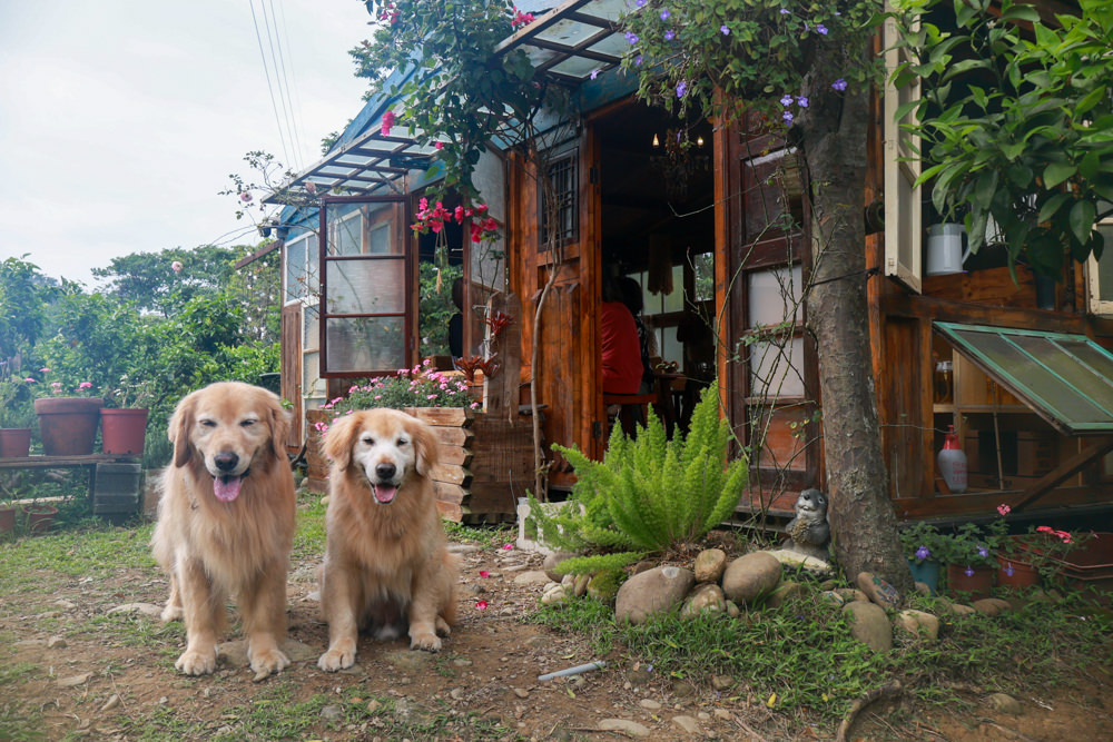 桃園龍潭咖啡廳|青山吉田。橘子園中的秘境廢墟風咖啡廳、寵物友善餐廳、預約制、桃園龍潭景點、冬天還有圍爐煮茶烤橘子 - 第4張圖 桃園龍潭咖啡廳|青山吉田。橘子園中的秘境廢墟風咖啡廳、寵物友善餐廳、預約制、桃園龍潭景點、冬天還有圍爐煮茶烤橘子