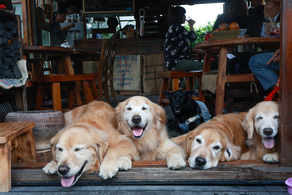桃園龍潭咖啡廳|青山吉田。橘子園中的秘境廢墟風咖啡廳、寵物友善餐廳、預約制、桃園龍潭景點、冬天還有圍爐煮茶烤橘子 - 第20張圖 桃園龍潭咖啡廳|青山吉田。橘子園中的秘境廢墟風咖啡廳、寵物友善餐廳、預約制、桃園龍潭景點、冬天還有圍爐煮茶烤橘子
