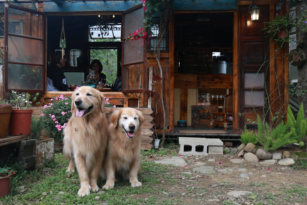 桃園龍潭咖啡廳|青山吉田。橘子園中的秘境廢墟風咖啡廳、寵物友善餐廳、預約制、桃園龍潭景點、冬天還有圍爐煮茶烤橘子 - 第6張圖 桃園龍潭咖啡廳|青山吉田。橘子園中的秘境廢墟風咖啡廳、寵物友善餐廳、預約制、桃園龍潭景點、冬天還有圍爐煮茶烤橘子