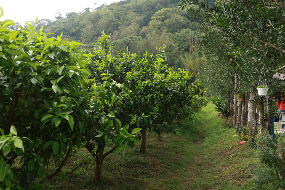 桃園龍潭咖啡廳|青山吉田。橘子園中的秘境廢墟風咖啡廳、寵物友善餐廳、預約制、桃園龍潭景點、冬天還有圍爐煮茶烤橘子 - 第2張圖 桃園龍潭咖啡廳|青山吉田。橘子園中的秘境廢墟風咖啡廳、寵物友善餐廳、預約制、桃園龍潭景點、冬天還有圍爐煮茶烤橘子