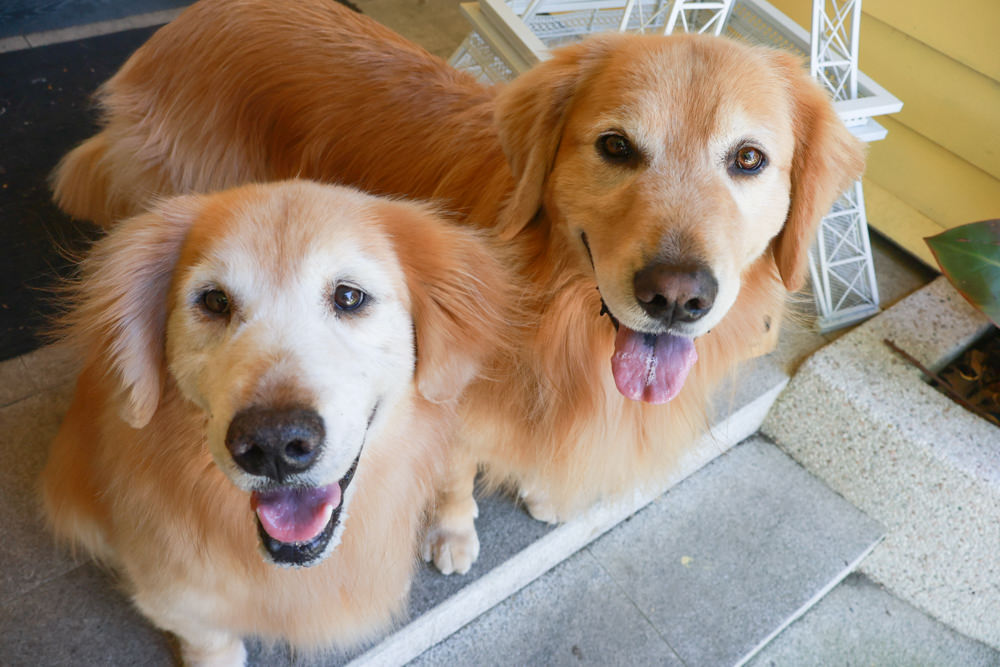 朱里昂法式廚房陽明山店｜台北美食、台北寵物友善餐廳、陽明山草山小鎮、陽明山美軍俱樂部