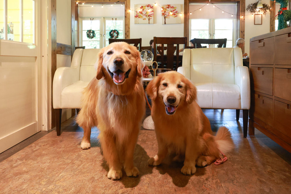 朱里昂法式廚房陽明山店｜台北美食、台北寵物友善餐廳、陽明山草山小鎮、陽明山美軍俱樂部