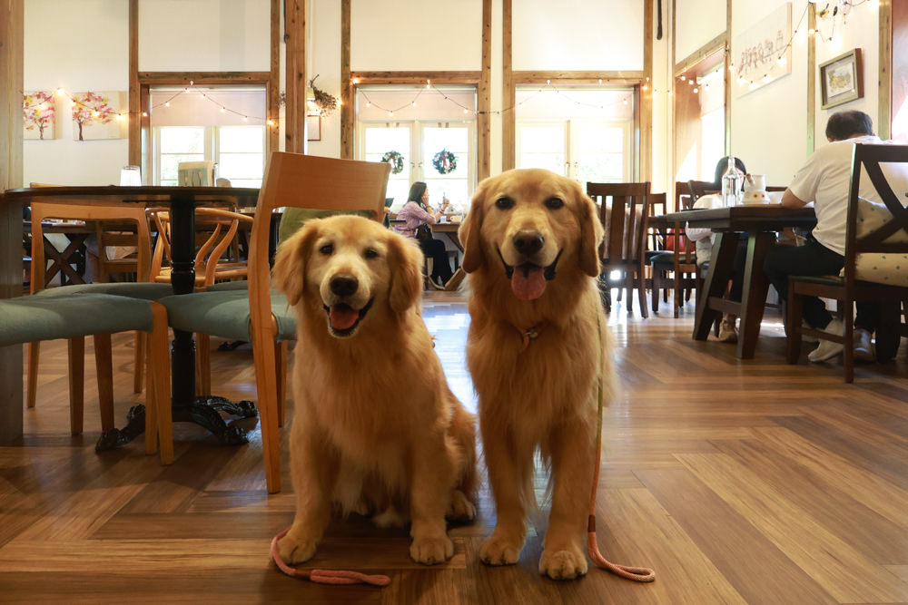 朱里昂法式廚房陽明山店｜台北美食、台北寵物友善餐廳、陽明山草山小鎮、陽明山美軍俱樂部