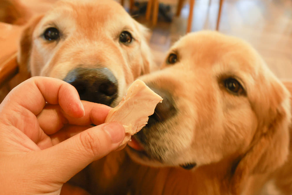 朱里昂法式廚房陽明山店｜台北美食、台北寵物友善餐廳、陽明山草山小鎮、陽明山美軍俱樂部