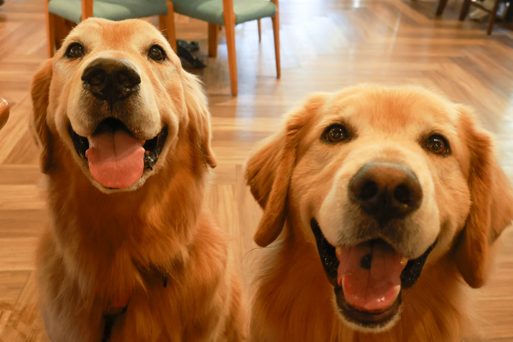 朱里昂法式廚房陽明山店｜台北美食、台北寵物友善餐廳、陽明山草山小鎮、陽明山美軍俱樂部