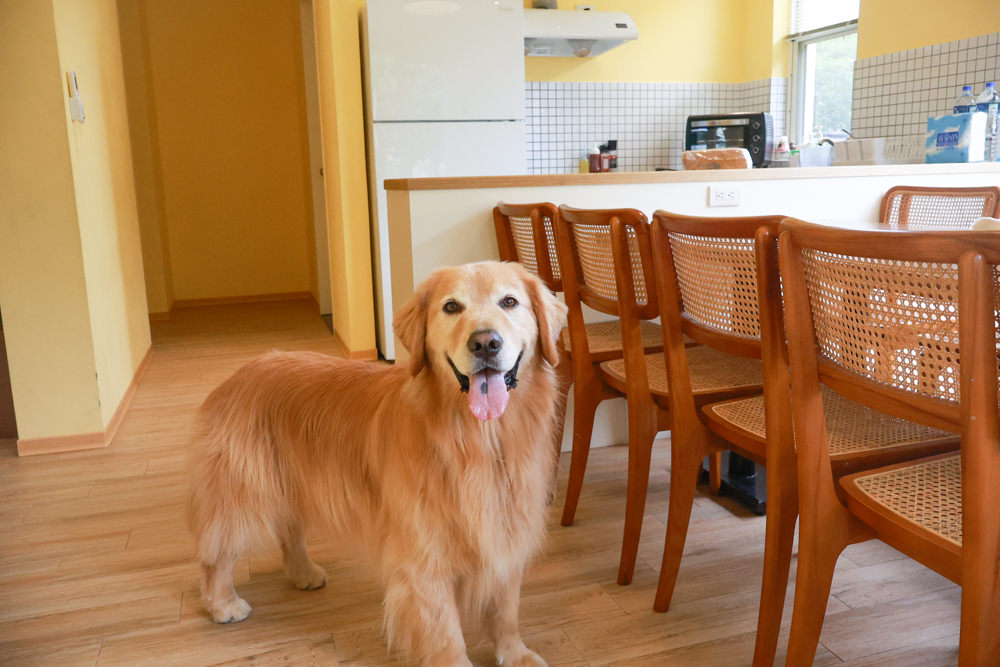 台北住宿｜陽明山美國度假村American Village。寵物友善民宿、整修翻新懷舊風情的美軍宿舍、美式洋房