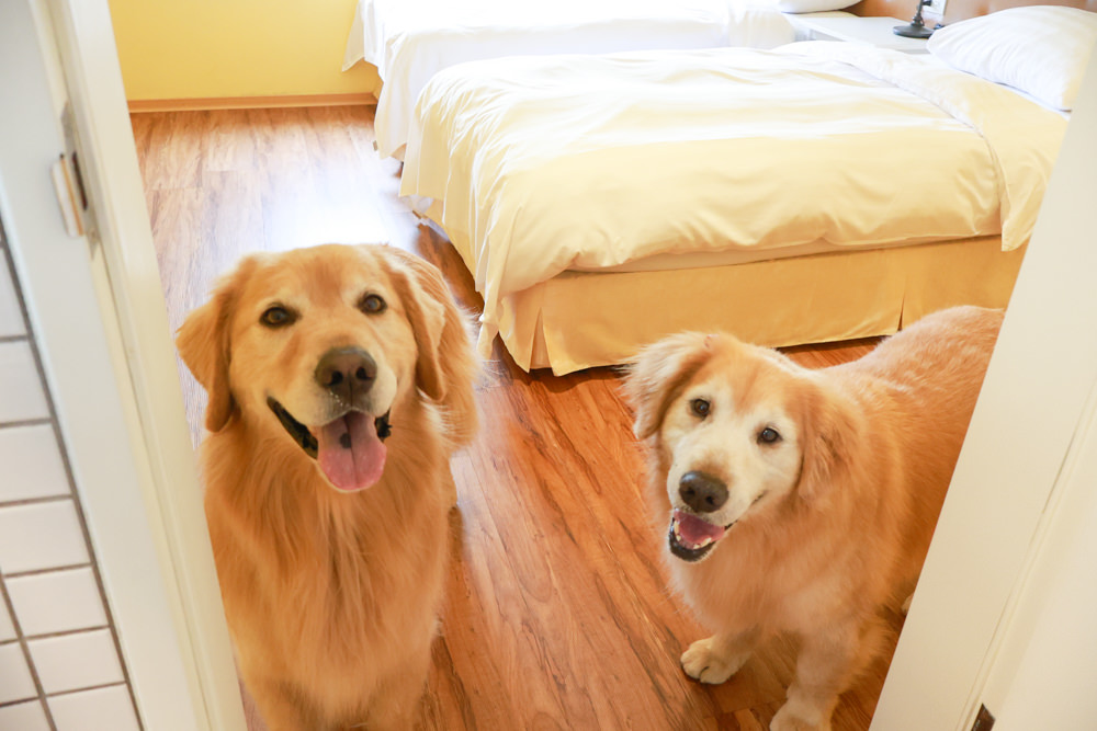 台北住宿｜陽明山美國度假村American Village。寵物友善民宿、整修翻新懷舊風情的美軍宿舍、美式洋房