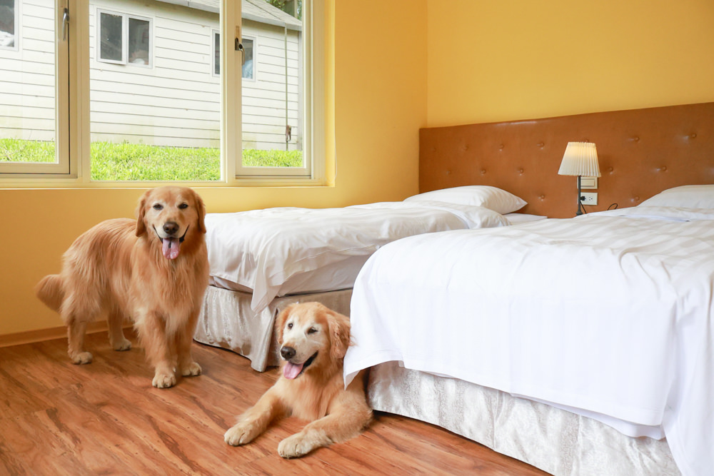 台北住宿｜陽明山美國度假村American Village。寵物友善民宿、整修翻新懷舊風情的美軍宿舍、美式洋房