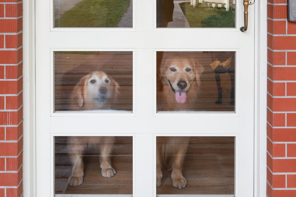 台北住宿｜陽明山美國度假村American Village。寵物友善民宿、整修翻新懷舊風情的美軍宿舍、美式洋房