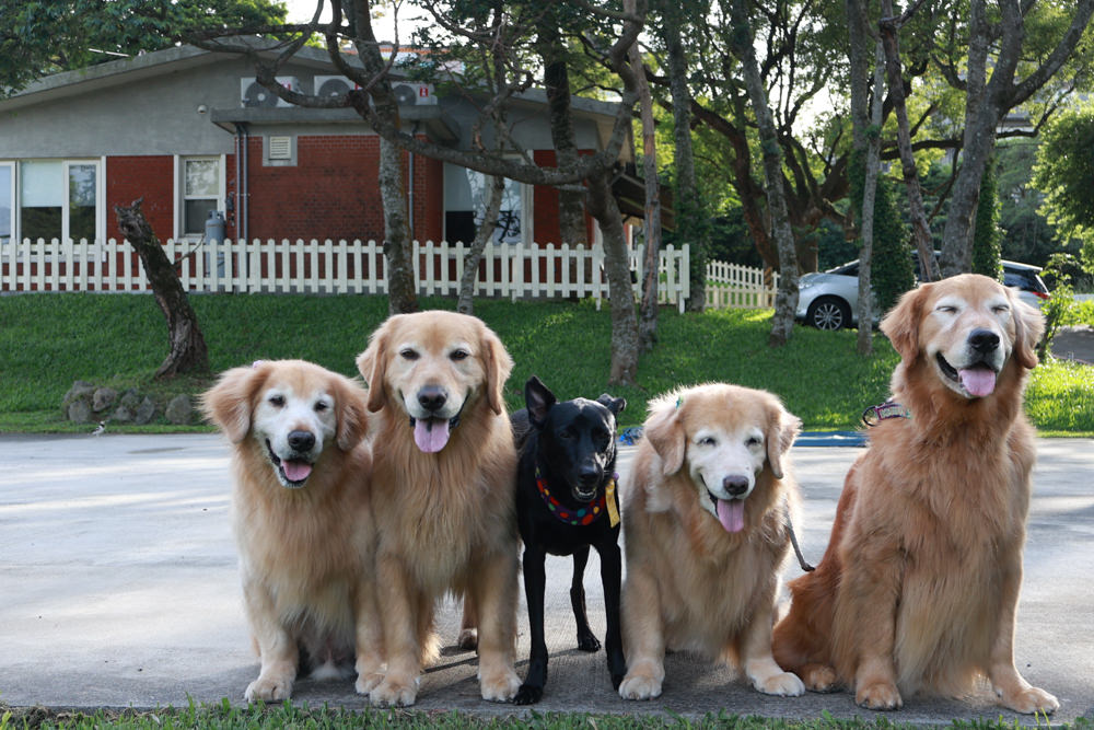 台北住宿｜陽明山美國度假村American Village。寵物友善民宿、整修翻新懷舊風情的美軍宿舍、美式洋房