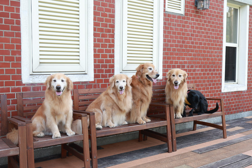 台北住宿｜陽明山美國度假村American Village。寵物友善民宿、整修翻新懷舊風情的美軍宿舍、美式洋房