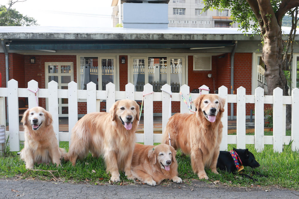 台北住宿｜陽明山美國度假村American Village。寵物友善民宿、整修翻新懷舊風情的美軍宿舍、美式洋房