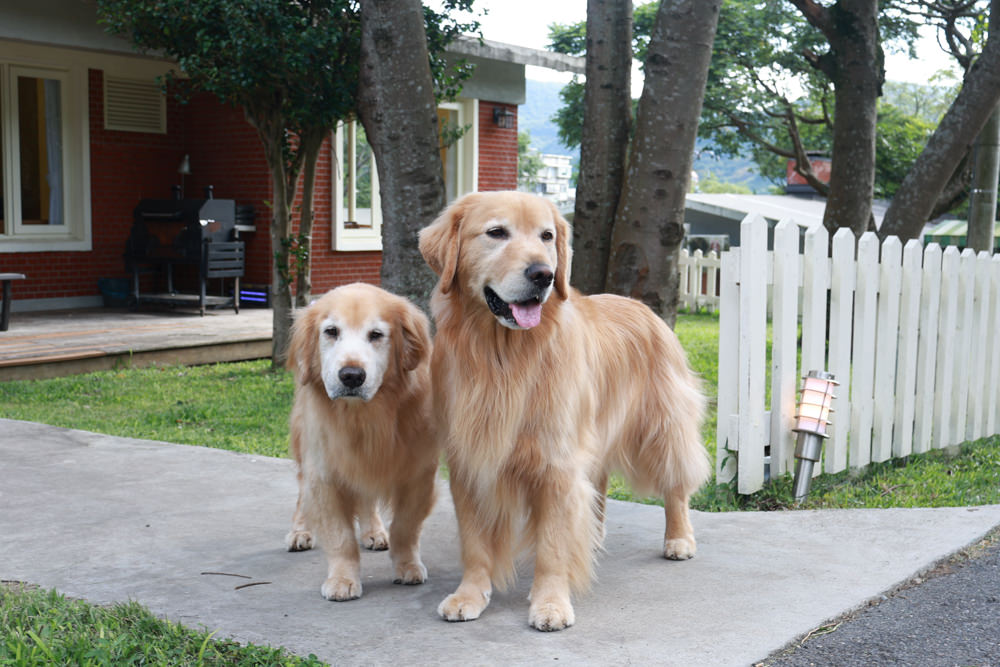台北住宿｜陽明山美國度假村American Village。寵物友善民宿、整修翻新懷舊風情的美軍宿舍、美式洋房