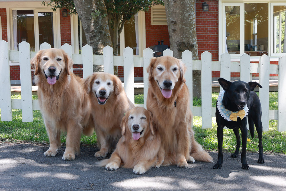 台北住宿｜陽明山美國度假村American Village。寵物友善民宿、整修翻新懷舊風情的美軍宿舍、美式洋房
