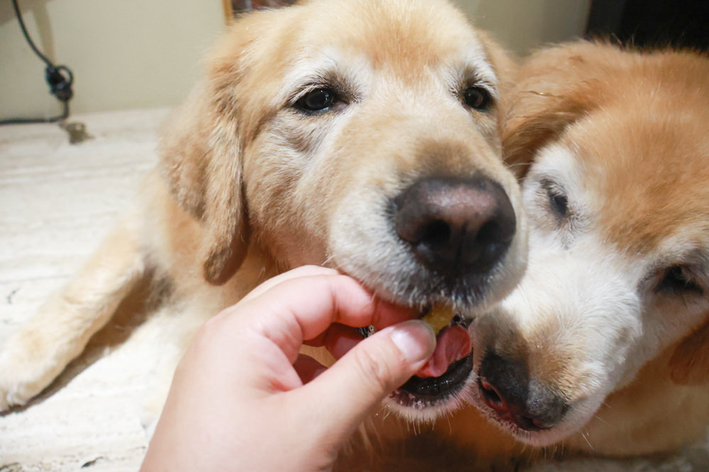 Frontier悅緻原凍低敏原肉狗凍乾｜澳洲評價最高的寵物生食凍乾、100％放養鮮肉蛋白質、澳洲製造乾燥生食