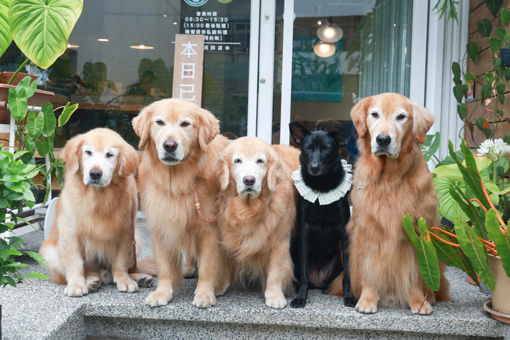 南投草屯美食|武食餐廳。寵物友善餐廳、星級主廚豐盛手作早午餐、草屯人氣早午餐 - 第2張圖 南投草屯美食|武食餐廳。寵物友善餐廳、星級主廚豐盛手作早午餐、草屯人氣早午餐