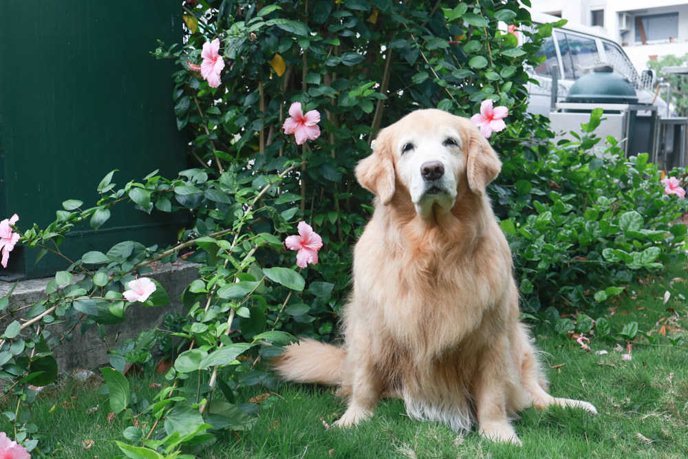 南投草屯美食|武食餐廳。寵物友善餐廳、星級主廚豐盛手作早午餐、草屯人氣早午餐 - 第3張圖 南投草屯美食|武食餐廳。寵物友善餐廳、星級主廚豐盛手作早午餐、草屯人氣早午餐