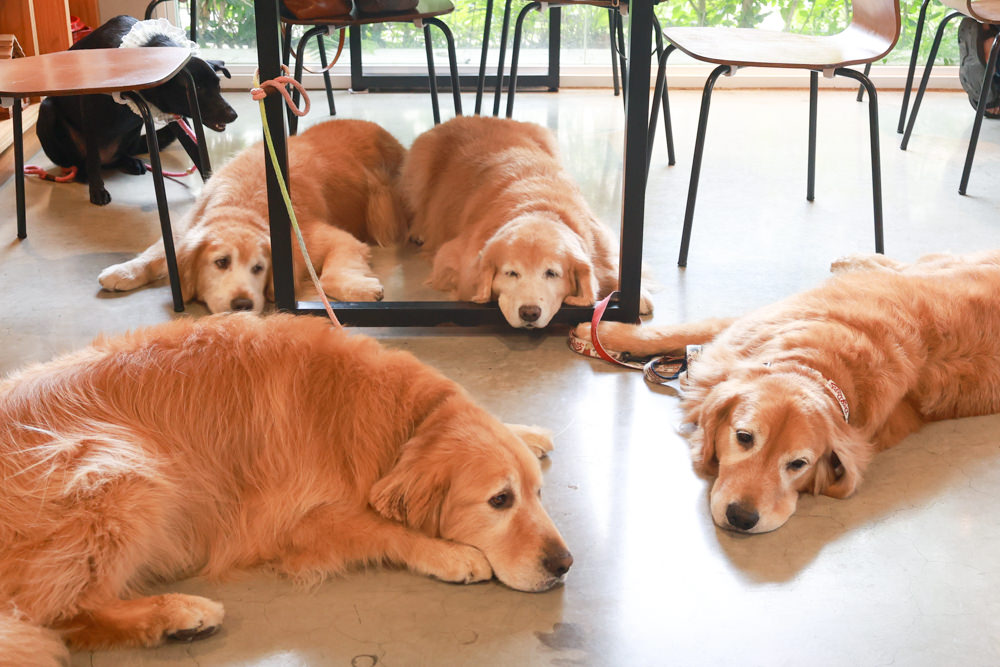 南投草屯美食|武食餐廳。寵物友善餐廳、星級主廚豐盛手作早午餐、草屯人氣早午餐 - 第18張圖 南投草屯美食|武食餐廳。寵物友善餐廳、星級主廚豐盛手作早午餐、草屯人氣早午餐