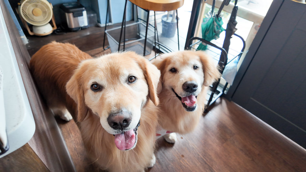 新北新店美食｜桑ㄛ咖啡 Sang Ou Cafe。寵物友善、新店景觀餐廳、隱身巷弄中的療癒咖啡廳、新店碧潭早午餐