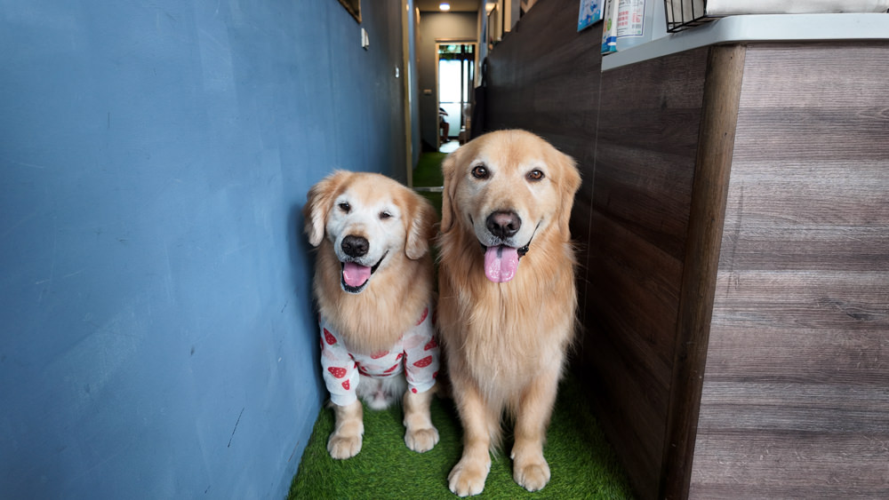 新北新店美食|桑ㄛ咖啡 Sang Ou Cafe。寵物友善、新店景觀餐廳、隱身巷弄中的療癒咖啡廳、新店碧潭早午餐 - 第7張圖 新北新店美食|桑ㄛ咖啡 Sang Ou Cafe。寵物友善、新店景觀餐廳、隱身巷弄中的療癒咖啡廳、新店碧潭早午餐