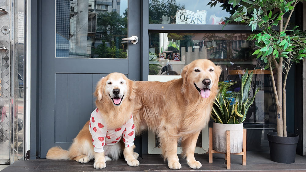 新北新店美食｜桑ㄛ咖啡 Sang Ou Cafe。寵物友善、新店景觀餐廳、隱身巷弄中的療癒咖啡廳、新店碧潭早午餐
