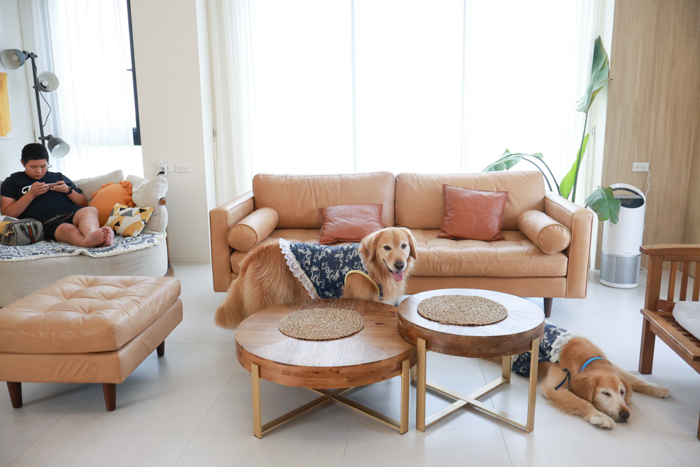 宜蘭三星寵物友善民宿｜根本家民宿。宜蘭包棟民宿、獨棟農舍、大草皮  小K咖啡民宿