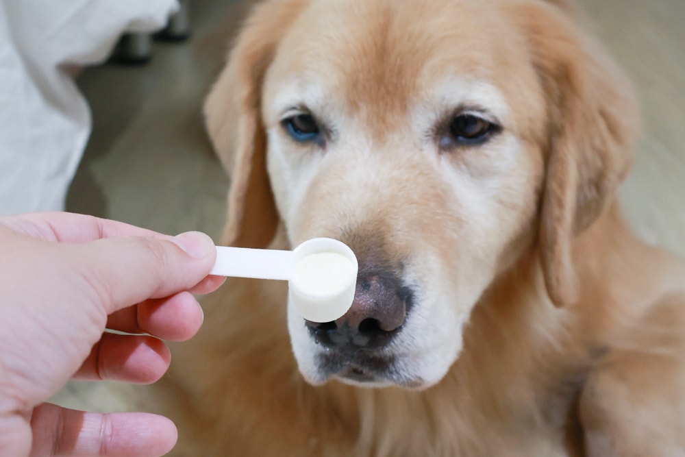 VetNex維特寧|澳洲天然寵物保養品、寵物保健品。100%純淨羊奶粉、高強效潔齒咀嚼錠、超活力關節保健咀嚼錠、極清新潔牙粉、100%天然海藻鈣粉 - 第10張圖 VetNex維特寧|澳洲天然寵物保養品、寵物保健品。100%純淨羊奶粉、高強效潔齒咀嚼錠、超活力關節保健咀嚼錠、極清新潔牙粉、100%天然海藻鈣粉