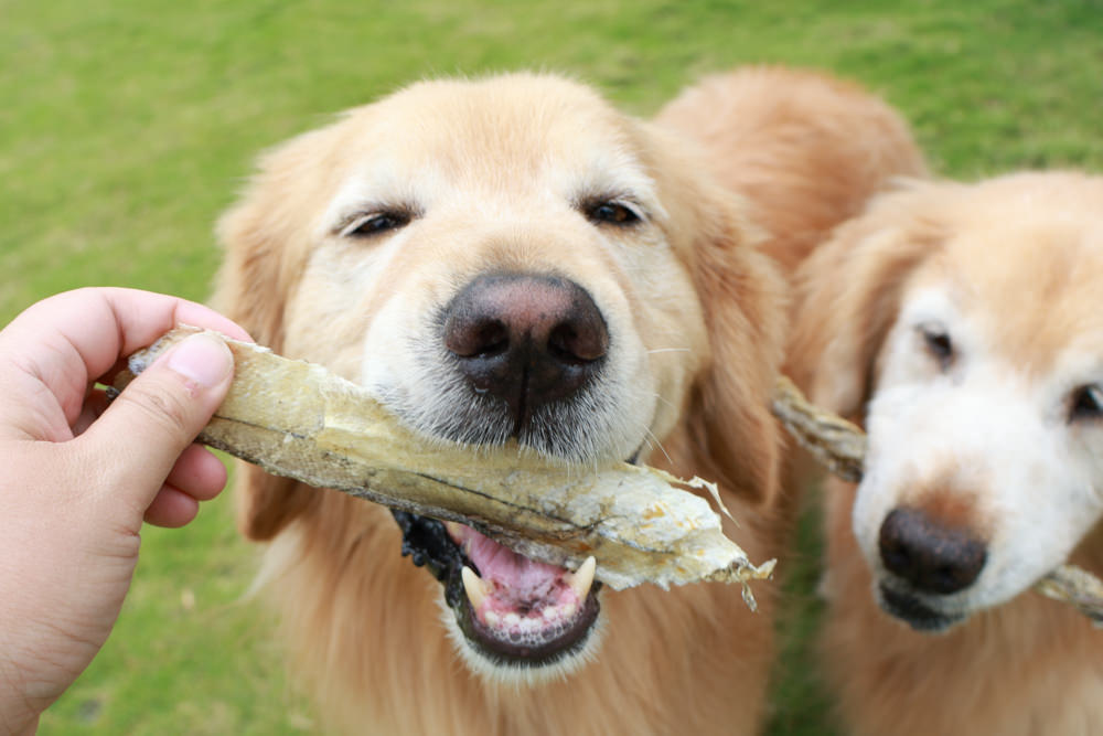 Polkadog搖擺船長美國手工寵物零食｜嚴選美國波士頓漁人碼頭、農場在地食材、手工製作、哈達克鱈魚皮、手工捲鱈魚皮、香蕉花生蛋糕趣