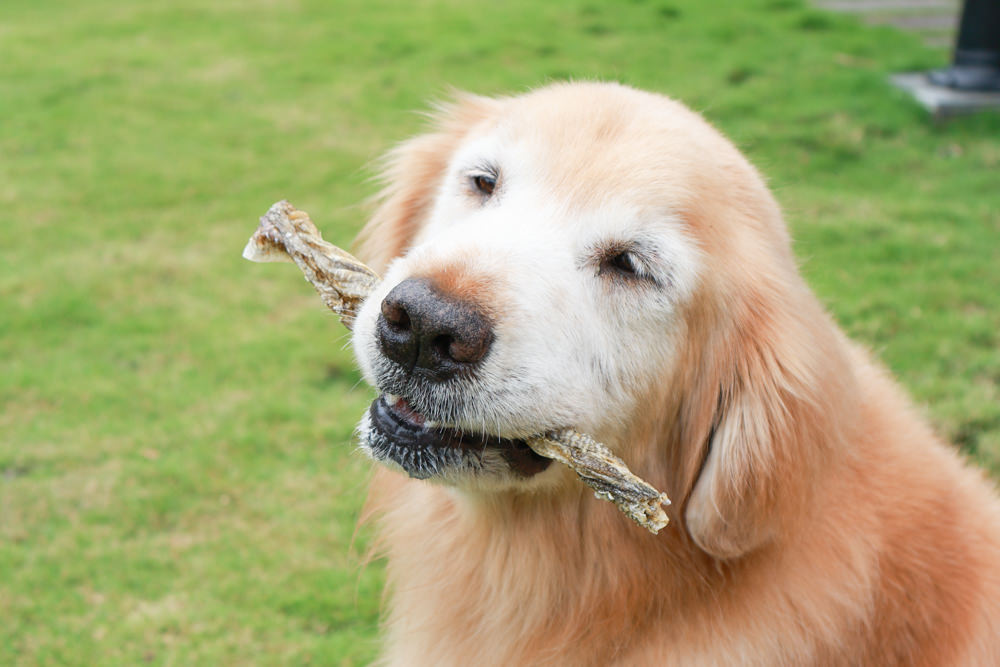 Polkadog搖擺船長美國手工寵物零食｜嚴選美國波士頓漁人碼頭、農場在地食材、手工製作、哈達克鱈魚皮、手工捲鱈魚皮、香蕉花生蛋糕趣