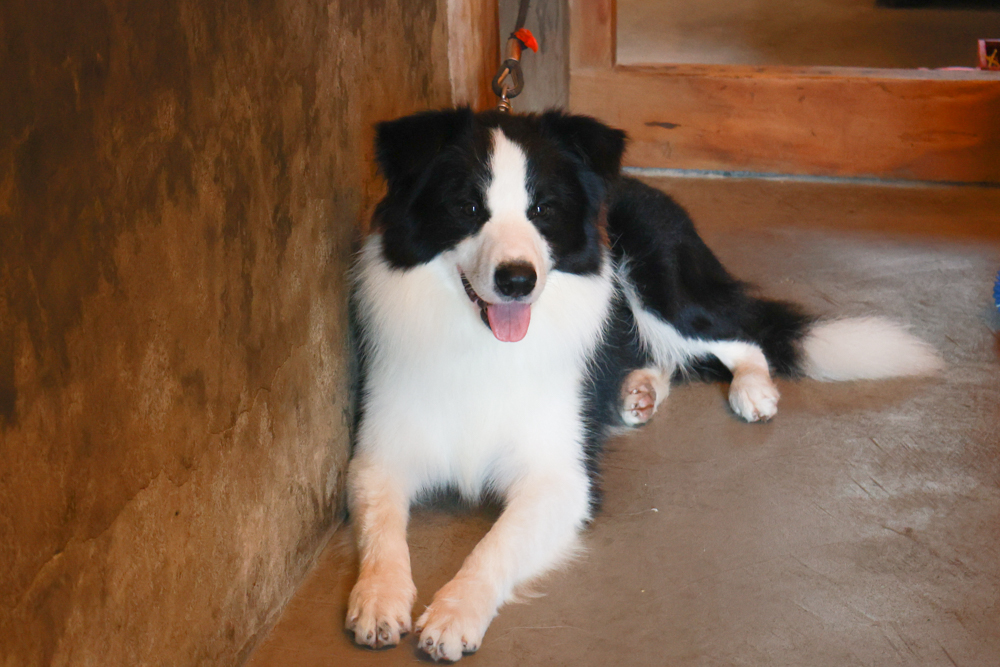 來初鍋物 | 宜蘭火鍋推薦。宜蘭寵物友善餐廳、百年古宅中大啖來初豆乳鍋、川麻豆乳鍋 - 第7張圖 來初鍋物 | 宜蘭火鍋推薦。宜蘭寵物友善餐廳、百年古宅中大啖來初豆乳鍋、川麻豆乳鍋