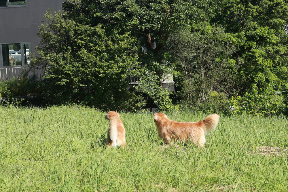 陽明山家新休閒會館｜豪華海景房型、半露天海景泡湯風呂、寵物友善旅宿、金山北海岸住宿推薦