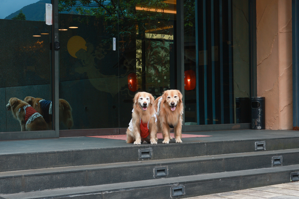 陽明山家新休閒會館｜豪華海景房型、半露天海景泡湯風呂、寵物友善旅宿、金山北海岸住宿推薦
