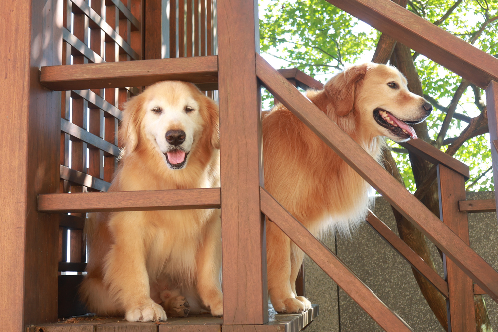 陽明山家新休閒會館｜豪華海景房型、半露天海景泡湯風呂、寵物友善旅宿、金山北海岸住宿推薦