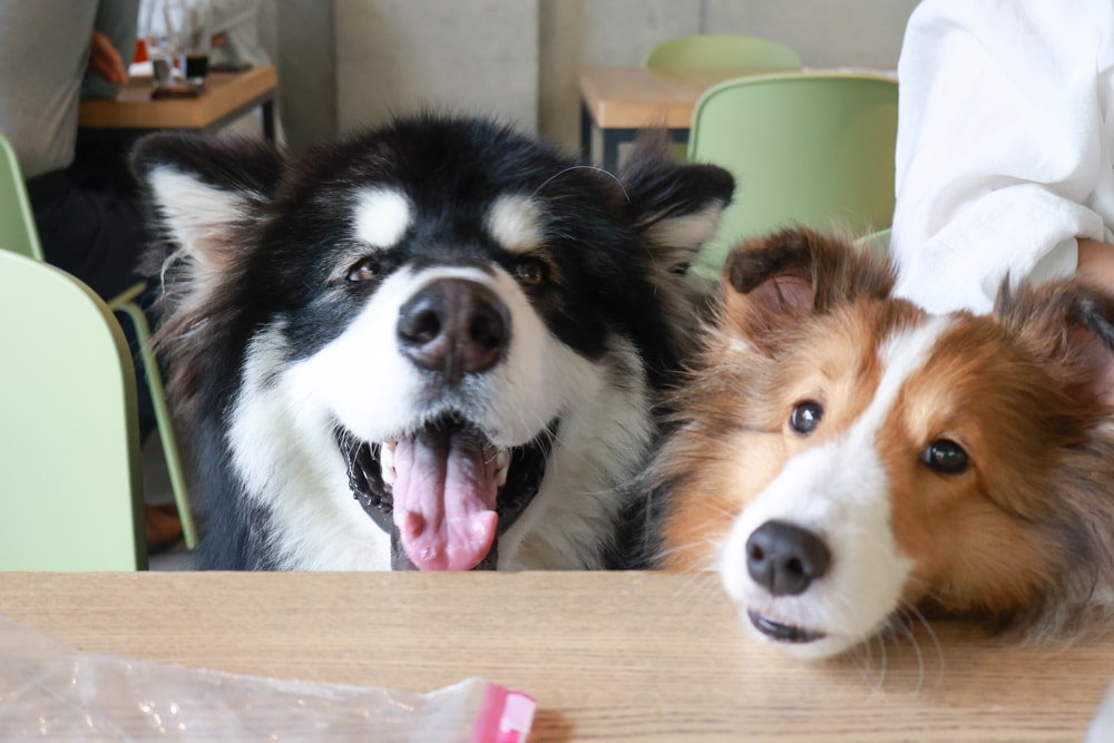 台北忠孝新生美食｜一碗來TaiwanMama。華山1914文化創意產業園區、寵物友善餐廳、家常乾拌麵