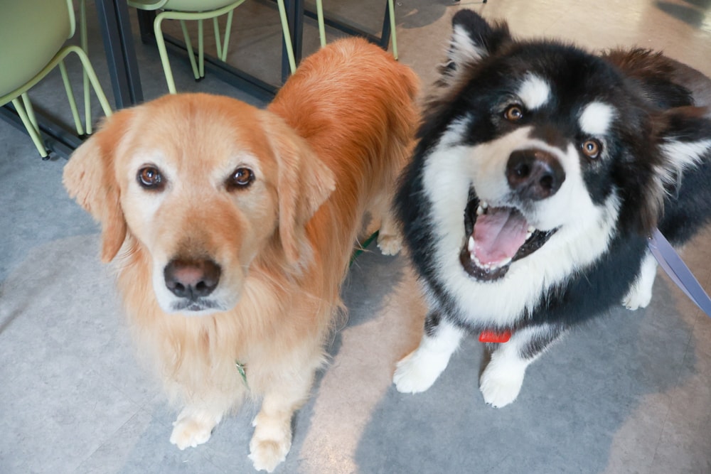台北忠孝新生美食｜一碗來TaiwanMama。華山1914文化創意產業園區、寵物友善餐廳、家常乾拌麵